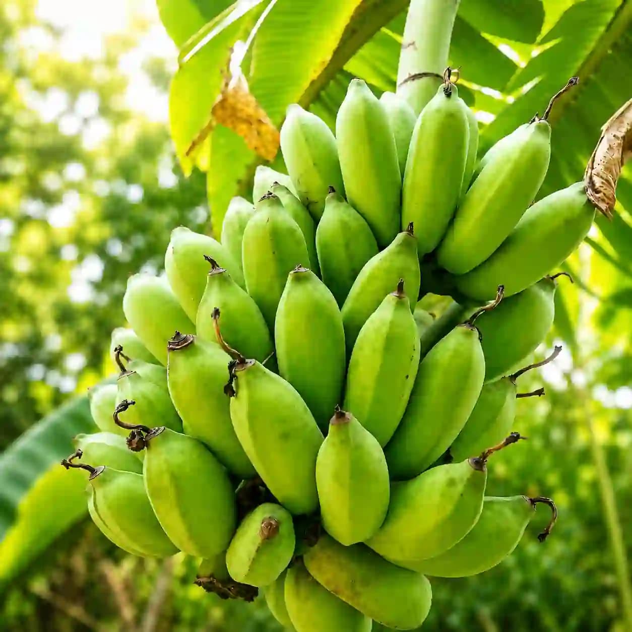 পাহাড়ি ফ্রেশ বাংলা কলা